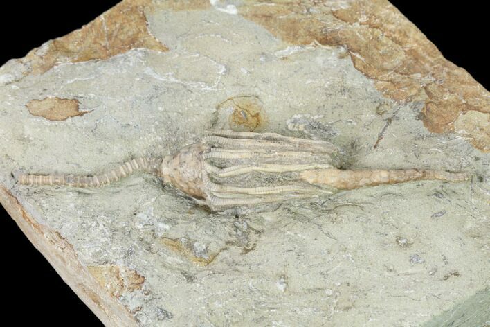 Fossil Crinoid (Macrocrinus) With Anal Tube - Crawfordsville, India #157249